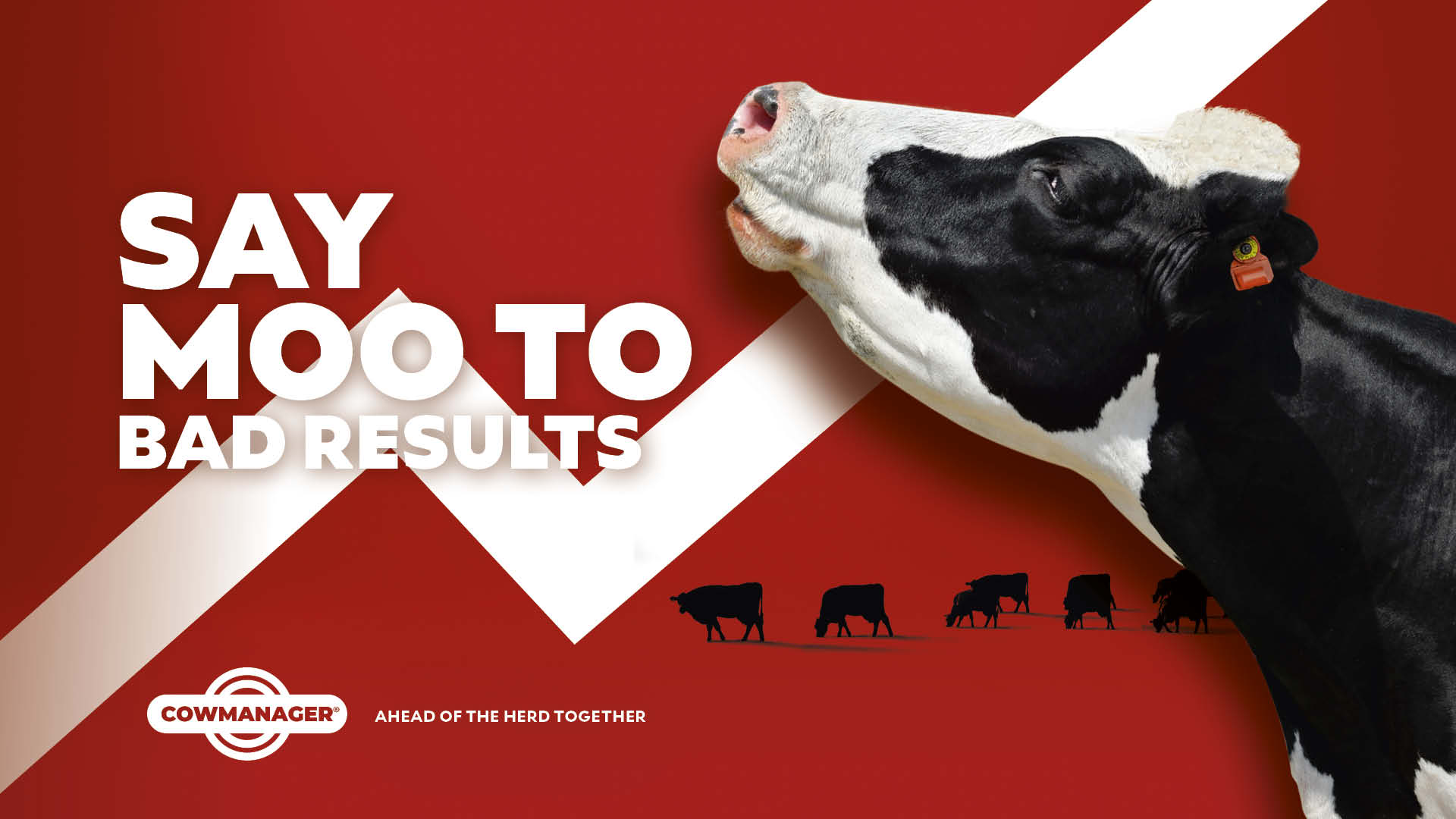 case study cowmanager